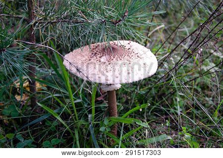 Mushroom Umbrella With A White Cap Growing In The Forest On The Background Of Leaves, Close-up