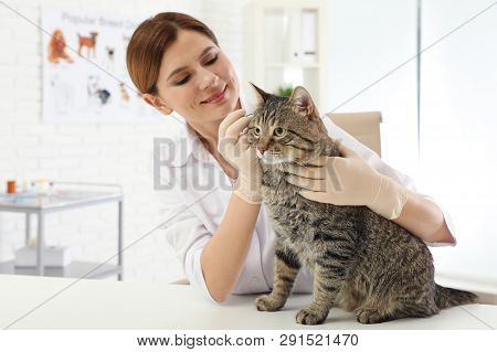Professional Veterinarian Cleaning Cat's Ears In Clinic