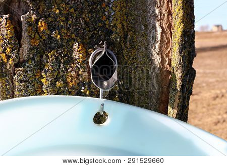 Close-up Of Metal Maple Syrup Tapping Spile In Tree With Sap Dripping Into Plastic Pail With Field A