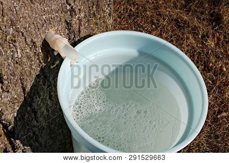 Looking Down Into A Bucket Full Of Maple Tree Sap Dripping In From White Plastic Spile