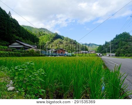 Beautiful View Of A Traditional Japanese Countryside Village Surrounded By A Green Rice Paddy, Locat