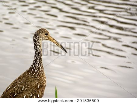 Limpkin, A Large Tropical Bird In A Tree