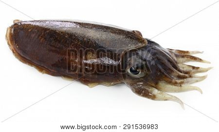 fresh cuttlefish isolated on white background