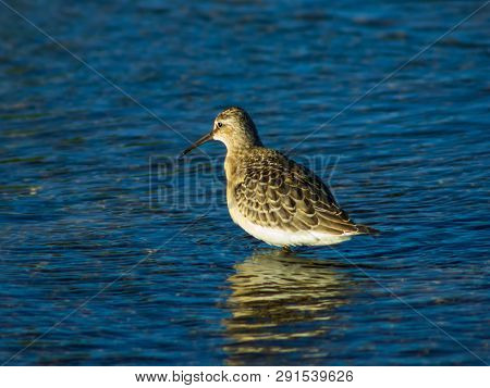 Curlew Sandpiper, Calidris Ferruginea, At Sea Shoreline Searching For Food, Close-up Portrait In Tid