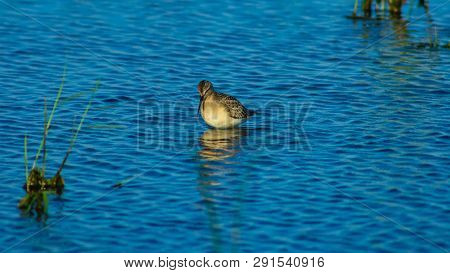 Curlew Sandpiper, Calidris Ferruginea, At Sea Shoreline Searching For Food, Close-up Portrait In Tid