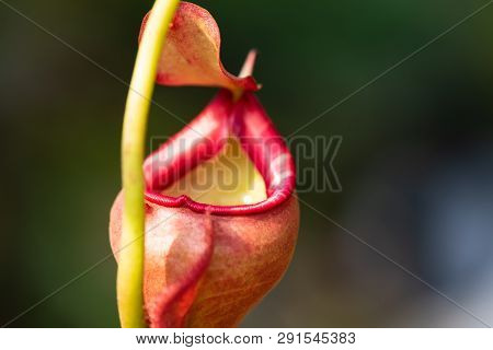 Close Up Of Nepenthes Also Called Tropical Pitcher Plants Or Monkey Cups In The Plant Nursery Garden