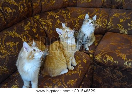 Breeding Of Purebred Cats At Home. Mainecoon Cat, Giant Maine Coon Cat.