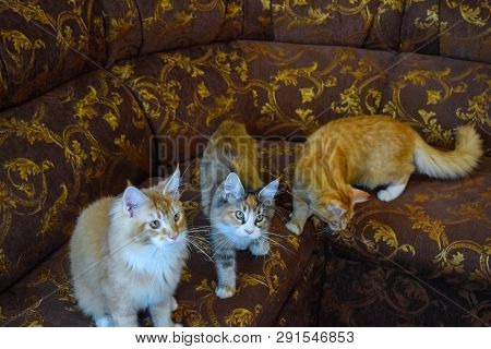 Breeding Of Purebred Cats At Home. Mainecoon Cat, Giant Maine Coon Cat.