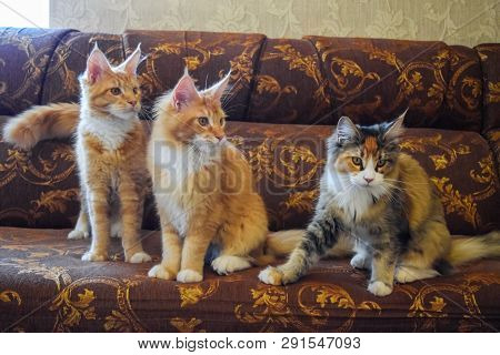 Breeding Of Purebred Cats At Home. Mainecoon Cat, Giant Maine Coon Cat.