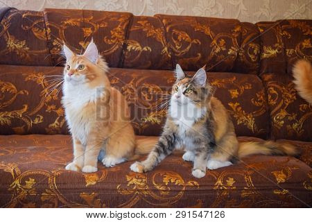 Breeding Of Purebred Cats At Home. Mainecoon Cat, Giant Maine Coon Cat.