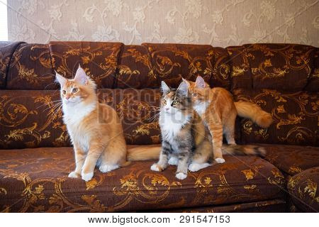 Breeding Of Purebred Cats At Home. Mainecoon Cat, Giant Maine Coon Cat.