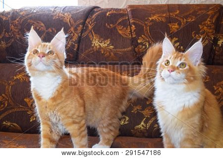 Breeding Of Purebred Cats At Home. Mainecoon Cat, Giant Maine Coon Cat.