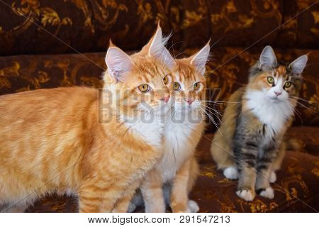 Breeding Of Purebred Cats At Home. Mainecoon Cat, Giant Maine Coon Cat.