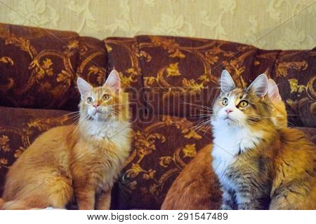 Breeding Of Purebred Cats At Home. Mainecoon Cat, Giant Maine Coon Cat.