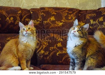 Breeding Of Purebred Cats At Home. Mainecoon Cat, Giant Maine Coon Cat.