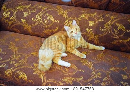 Breeding Of Purebred Cats At Home. Mainecoon Cat, Giant Maine Coon Cat.