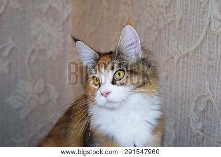Breeding Of Purebred Cats At Home. Mainecoon Cat, Giant Maine Coon Cat.