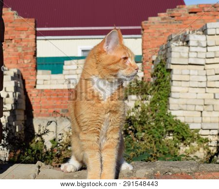 Breeding Of Purebred Cats At Home. Mainecoon Cat, Giant Maine Coon Cat.