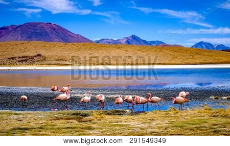 Beautiful flamingos at sunshine lagoon in mountanious Bolivia