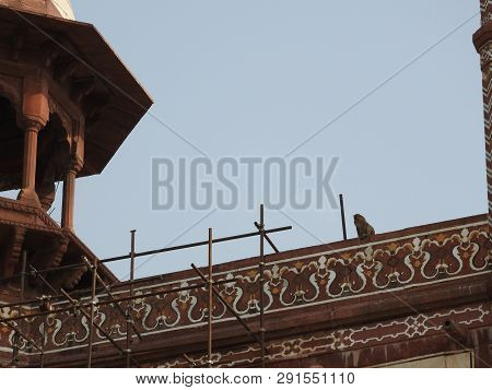 A Monkey Sitting On A Wall Outside The Taj Mahal In Agra, India