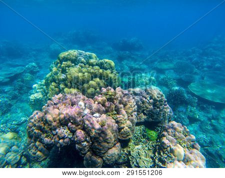 Undersea Landscape With Colorful Coral Reef. Tropical Sea Shore Animals Underwater Photo. Seabottom 