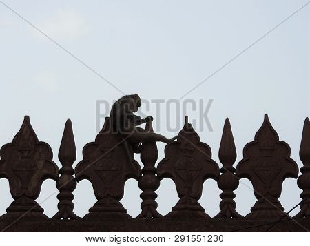 A Monkey Sitting On A Wall Outside The Taj Mahal In Agra, India