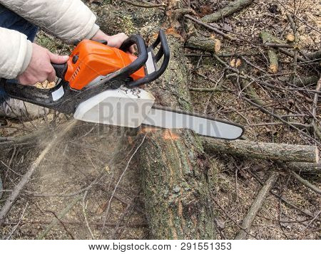 Male Hands Sawing A Tree Trunk On The Ground, And Sawdust Flying From Chainsaw. Cutting Trees For Fi