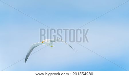 Blackback Gull Flying Against Blue Sky Of Kaikoura Coast, South Island New Zealand.