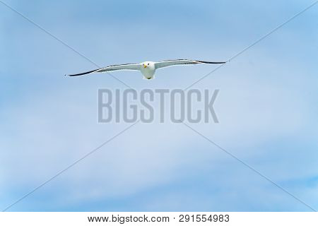Blackback Gull Flying Against Blue Sky Of Kaikoura Coast, South Island New Zealand.