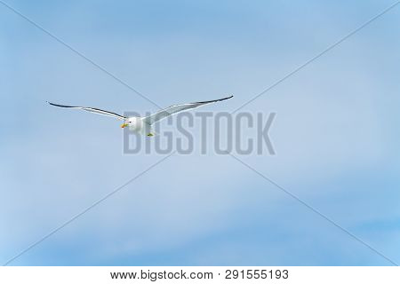 Blackback Gull Flying Against Blue Sky Of Kaikoura Coast, South Island New Zealand.