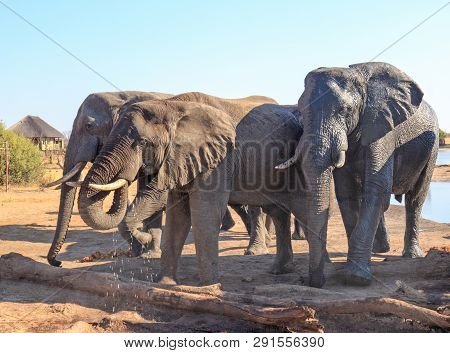 African Elephants Drinking At Camp Waterhole, One Of The Elephants Looks Much Darker Than The Others