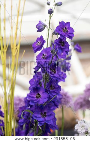 Blooming Blue Delphinium Elatum Magic Fountains Flowers