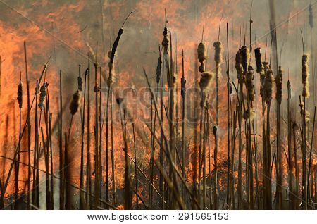 Coastal Zone Of Marsh Creek, Strong Smoke From Fire Of Liana Overgrowth. Spring Fires Of Dry Reeds D