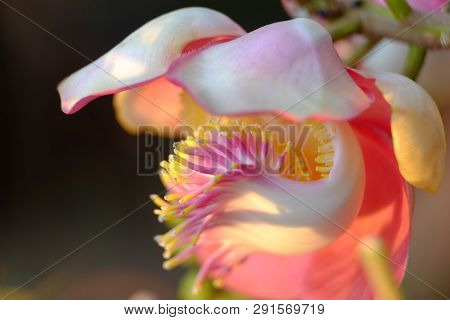 Beautiful Closeup Of Soft Colorful Sal Flower, As Known As Shorea Robusta Or Shala, With Morning Sun