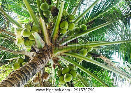 Fresh Raw Coconut Fruits On The Top Of Palm Tree