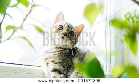 Lovable Scottish Fold Cat Window Plant Happy