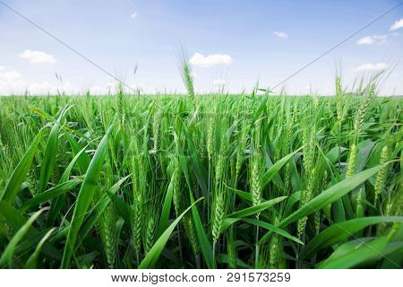 Photo Green Wheat Ears Against The Blue Sky With A Bright Summer Sun. Photo Close-up From Bottom