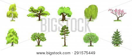 Deciduous Trees In Four Seasons - Spring, Summer, Autumn, Winter. Nature And Ecology. Natural Object