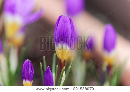 Flower Of A Tricolored Sieber's Crocus, Crocus Sieberi