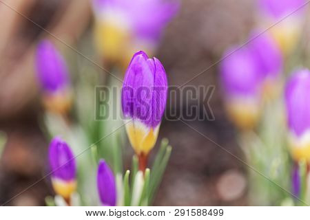 Flower Of A Tricolored Sieber's Crocus, Crocus Sieberi