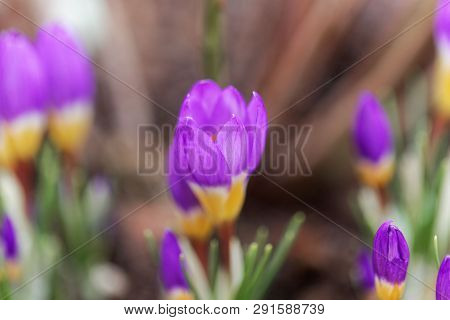 Flower Of A Tricolored Sieber's Crocus, Crocus Sieberi