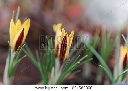 Flower Of A Crocus Angustifolius