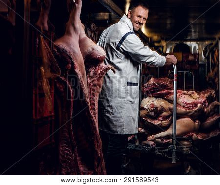 Cheerful Butcher In Workwear Working In A Refrigerated Warehouse In The Midst Of Meat Carcasses