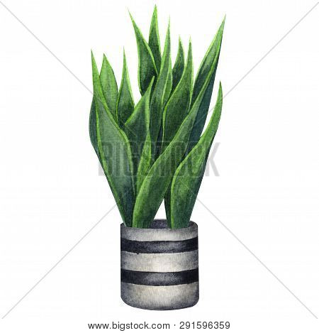 Indoor Plant Watercolor Illustration. Home Plants, Sansevieria Or Snake Plant In A Gray Pot.
