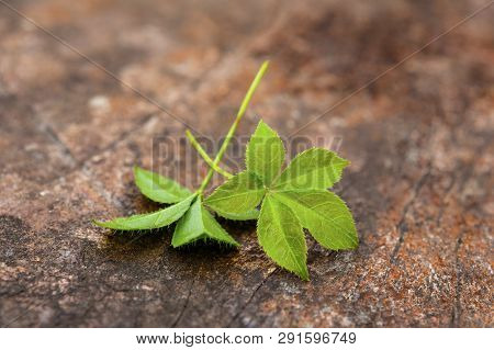 Jiaogulan Gynostemma Pentaphyllum Healthy Medical Plant. Five Leave Ginseng.