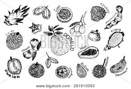 Tropical Fruit Design Set. Fruit: Mangosteen, Papaya, Durian, Pomelo, Guava, Chompoo, Mangosteen, Ca