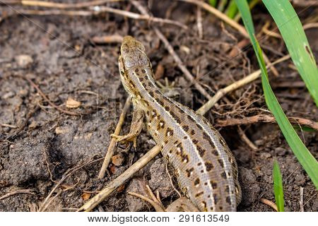 Sand Lizard Or Lacerta Agilis Closeup, Female
