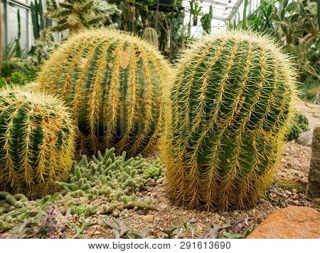 Big Echinopsis Subdenudata Cactus Plant. Saguaro Cactus, Also Known As Cardon Grande Cactus, Echinop