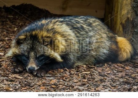 Adorable Closeup Portrait Of A Raccoon Dog Laying On The Ground And Watching In The Camera, Animal F