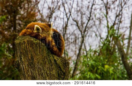 Red Panda Sleeping On A Stumped Tree Top, Endangered Animal Specie From Asia
